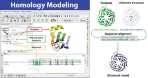Homology Modeling- Working, Steps, and Uses
