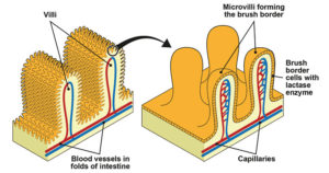 微绒毛-结构和功能