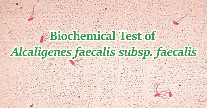 Alcaligenes Faecalis Subsp的生物化学试验。粪便