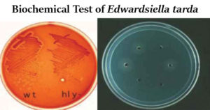 迟缓爱德华氏菌的生化试验