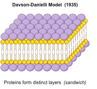 Davson-Danielli模型