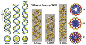 不同形式的DNA
