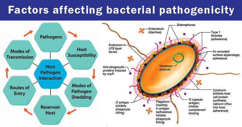 影响细菌致病性的因素