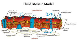 细胞膜的流体镶嵌模型