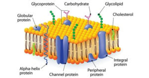 膜的碳水化合物Structure