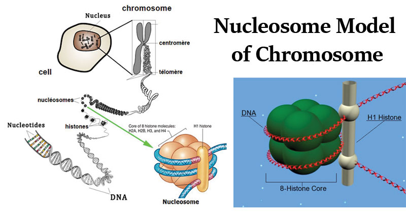染色体核小体模型