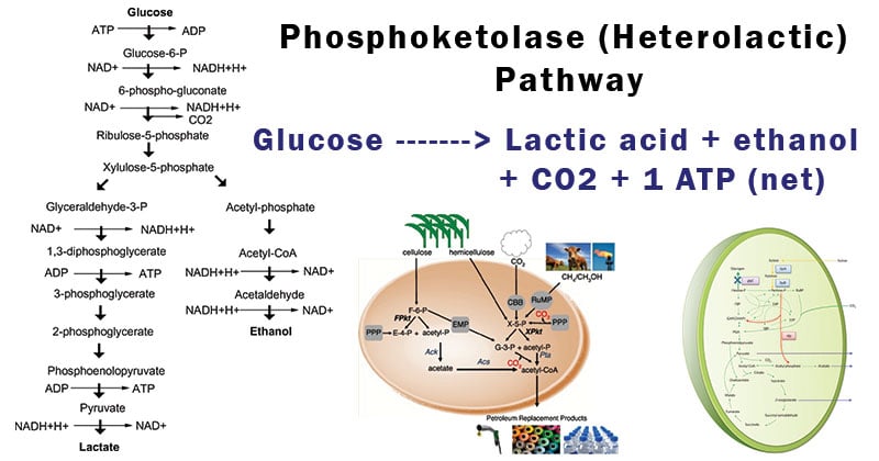 Phosphoketolase(混乳酸)的途径
