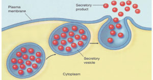 Secretory Vesicles