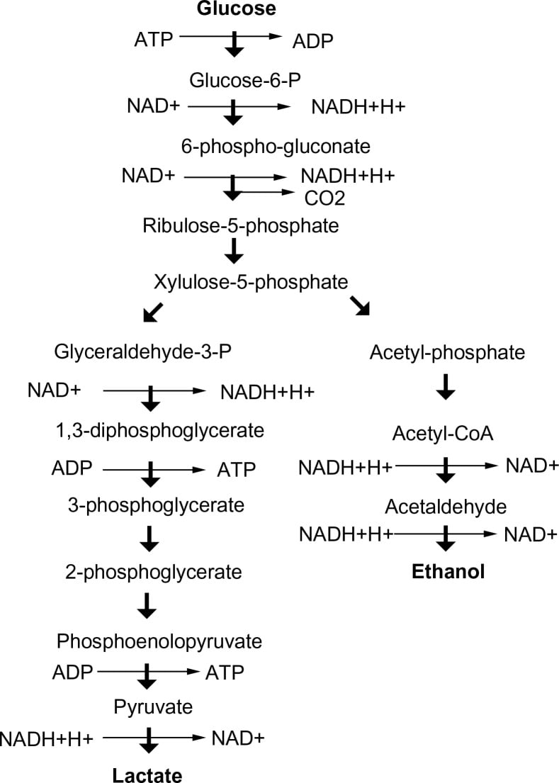 磷酸酮酸酶途径的步骤