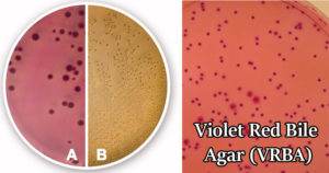 紫罗兰色红色胆汁琼脂（VRBA）