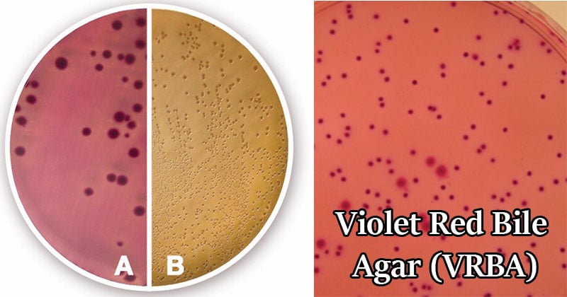 紫红胆脂(VRBA)