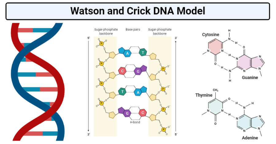 沃森和克里克DNA模型