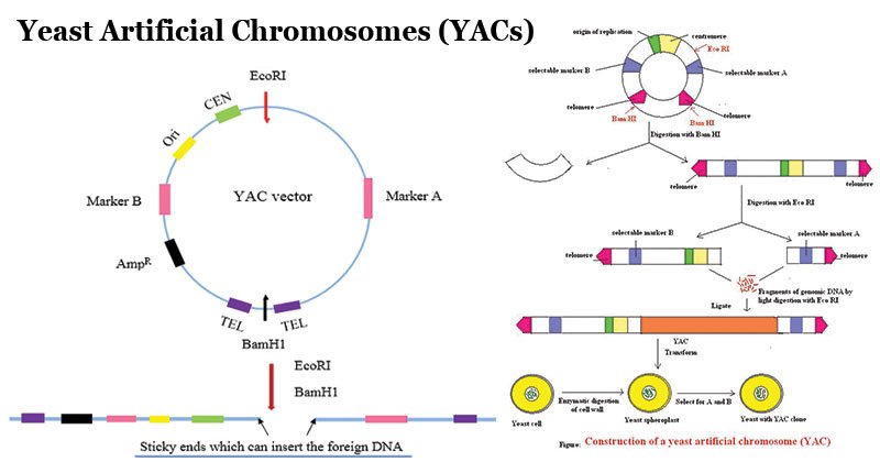 酵母人工染色体(YACs)