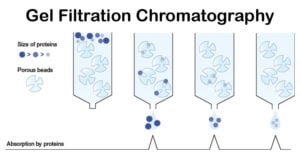 Gel Filtration Chromatography