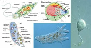 General Characters of Phylum Protozoa