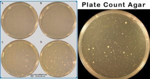 Plate Count Agar