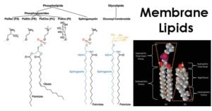 Membrane Lipids