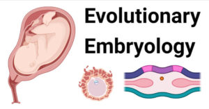 进化胚胎学