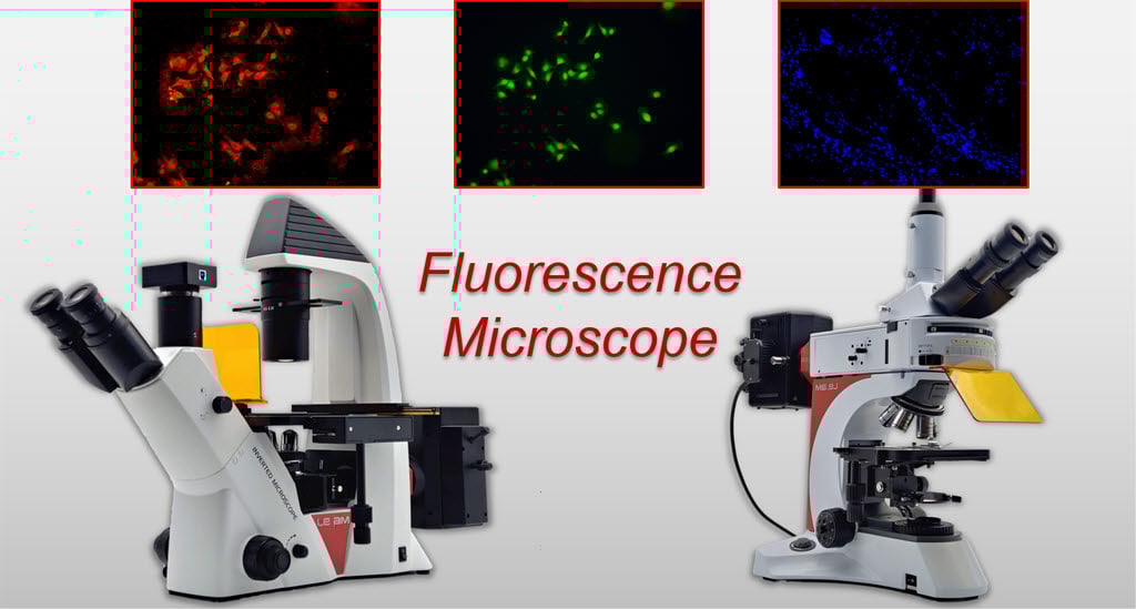 荧光显微术。定义、原理、部件和用途