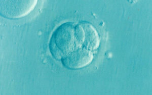 胚胎学概论