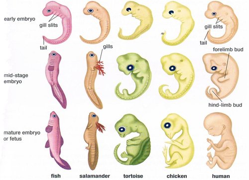 进化的胚胎