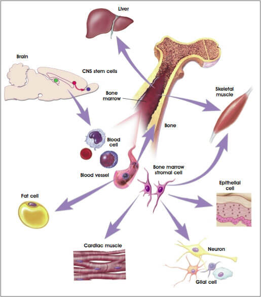 成体干细胞(体细胞或组织特异性干细胞)