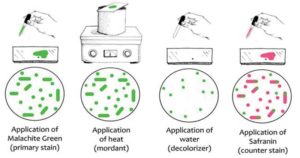 孢子内染色-类型，原则，程序和解释