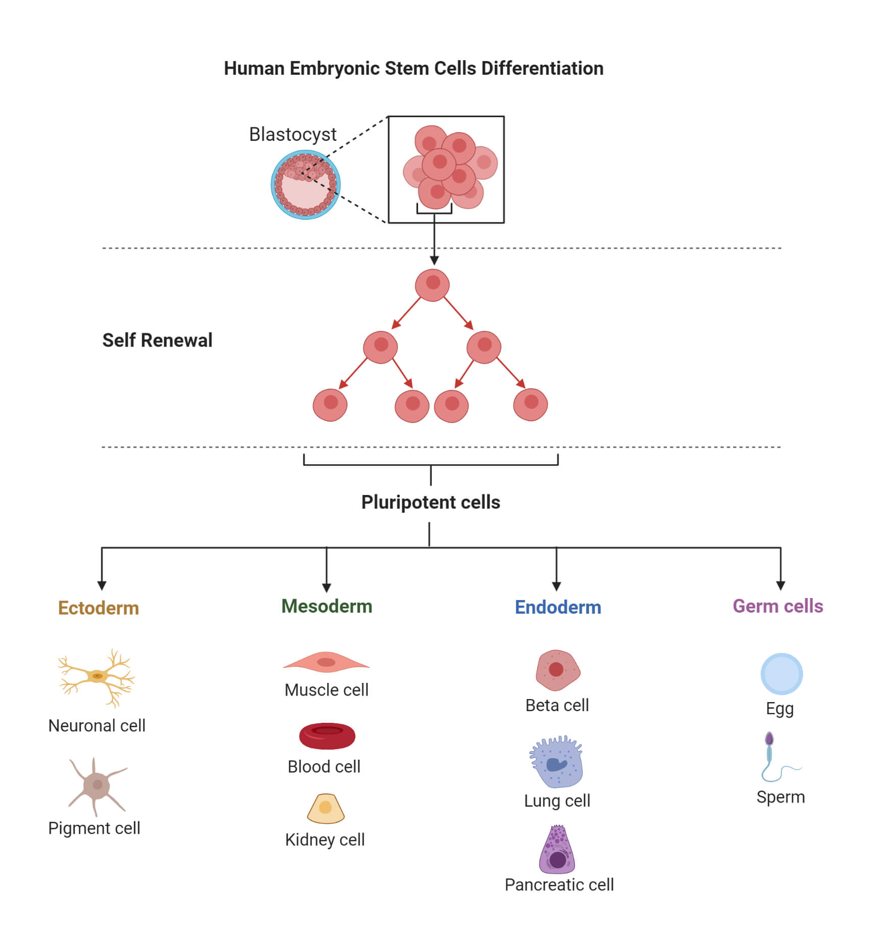 人类胚胎干细胞分化