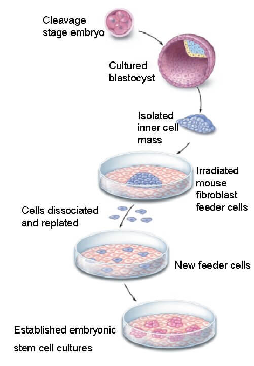 干细胞培养