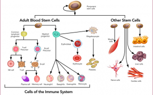 干细胞-来源，特征，类型，用途