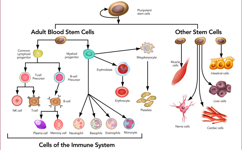干细胞来源，特征，类型，用途