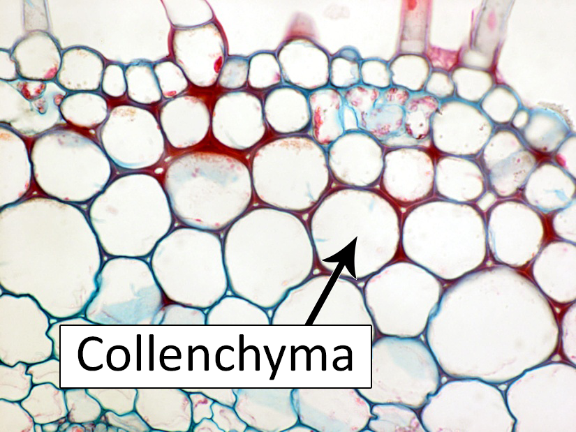 Collenchyma细胞图