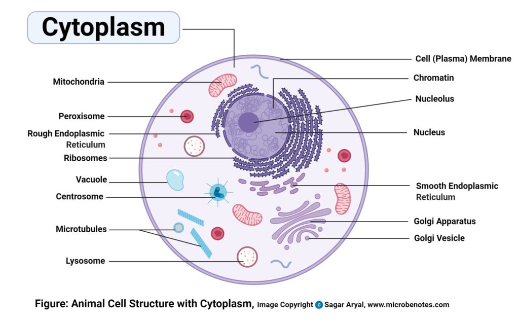 细胞质图