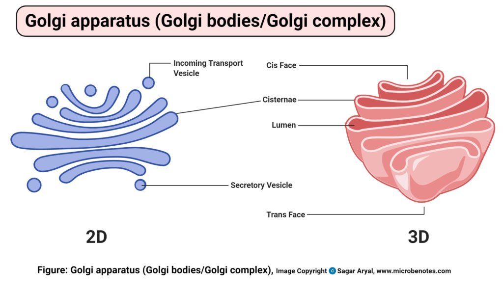 Golgi设备（Golgi体或Golgi复合体）图