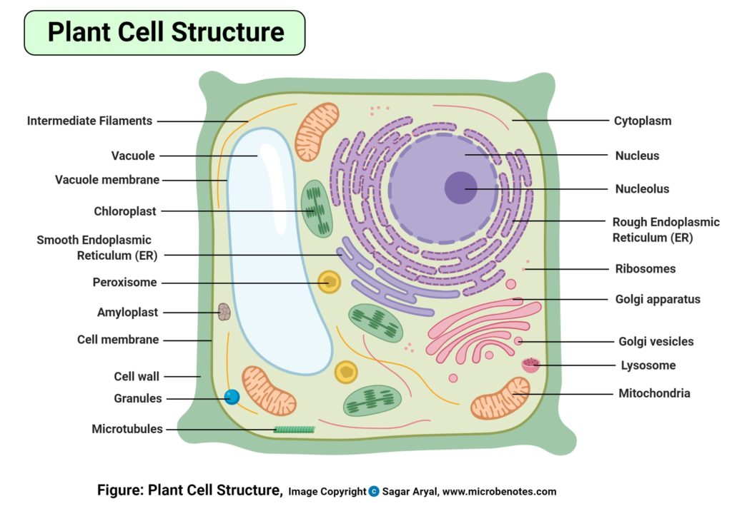 植物细胞的结构
