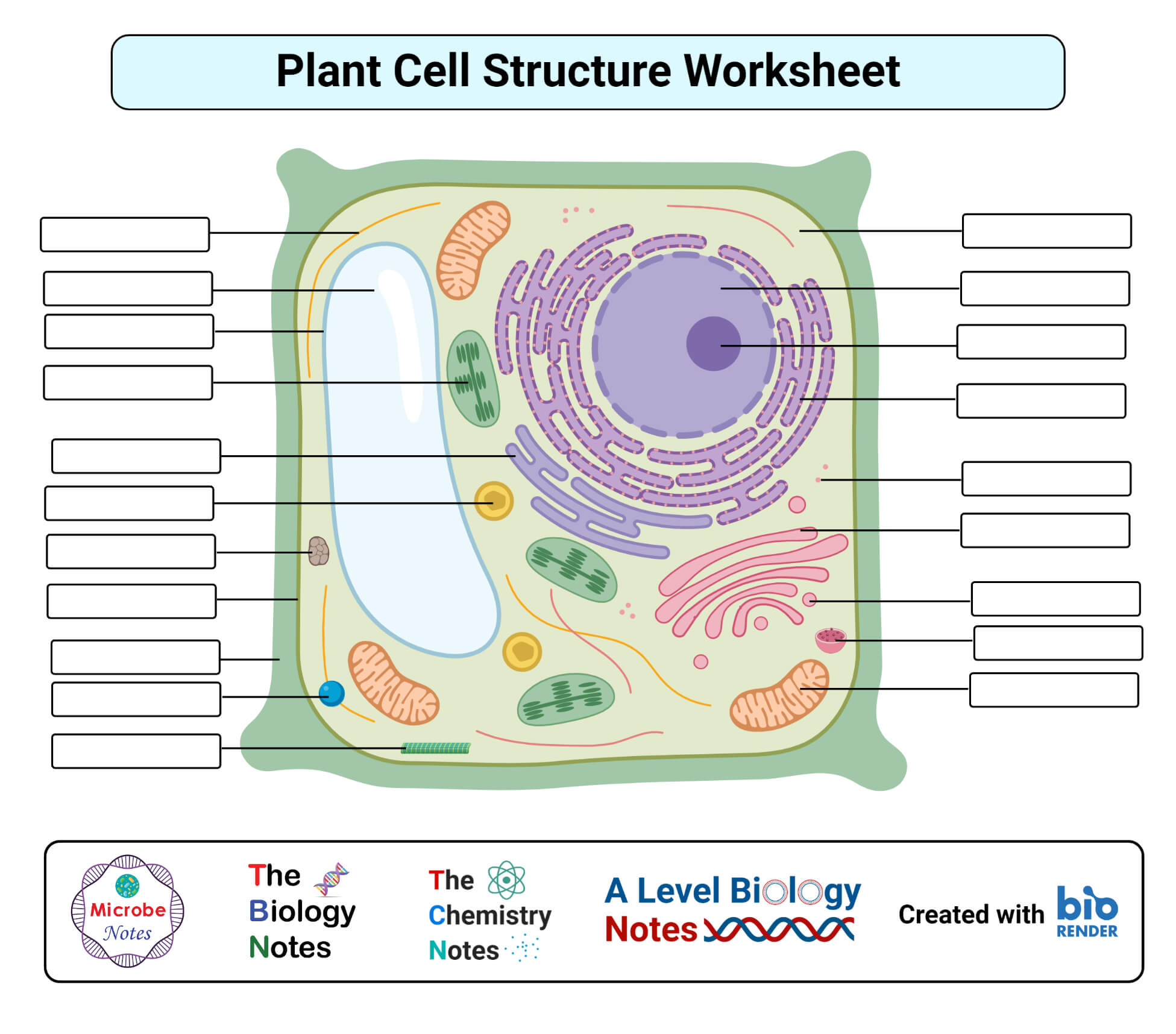 植物细胞工作表