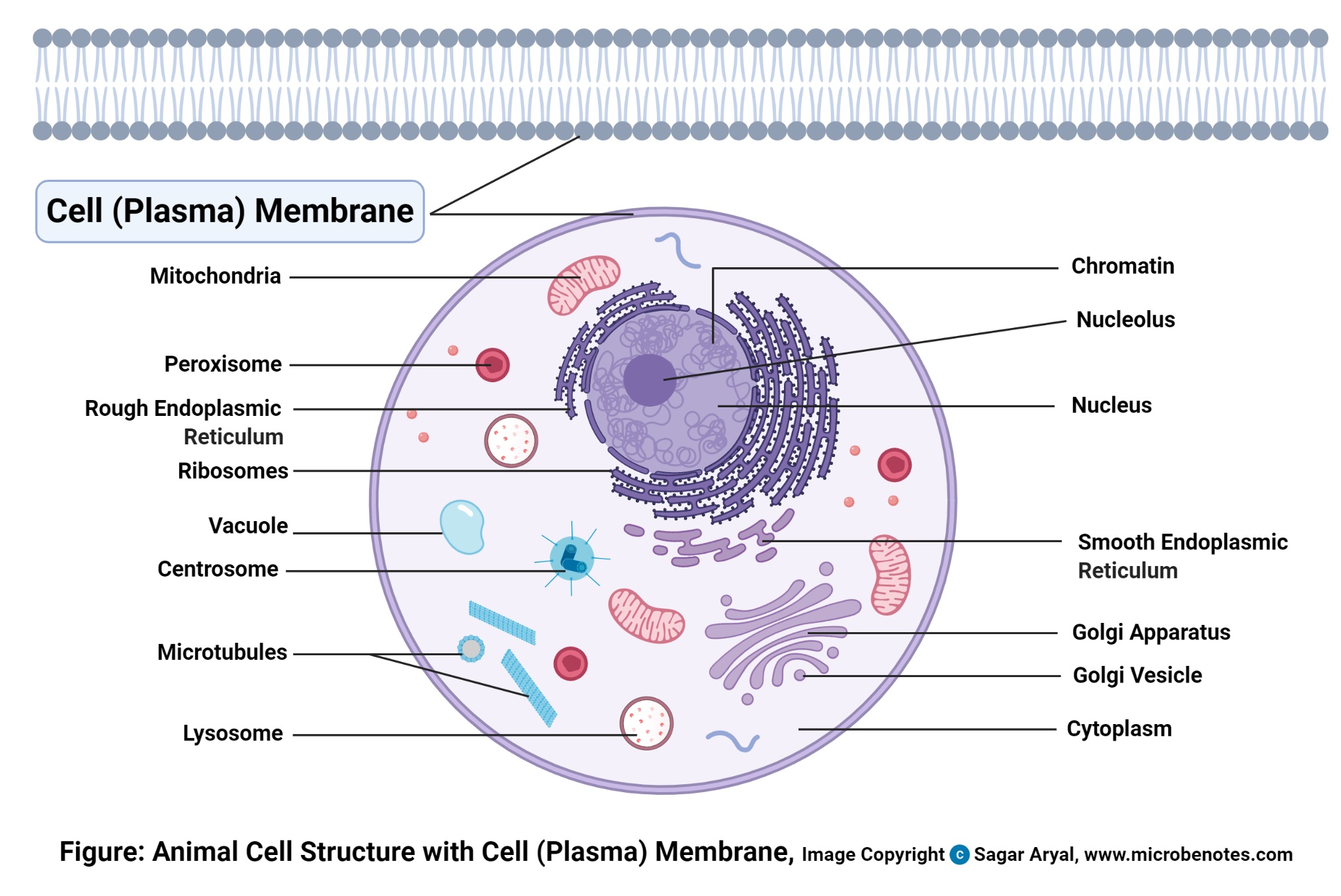 质膜(细胞膜)图