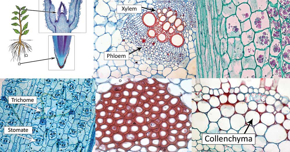 植物细胞类型
