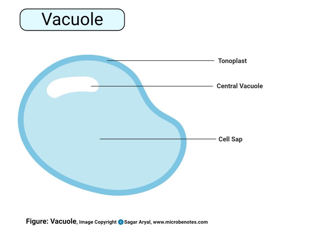 vacuoles图