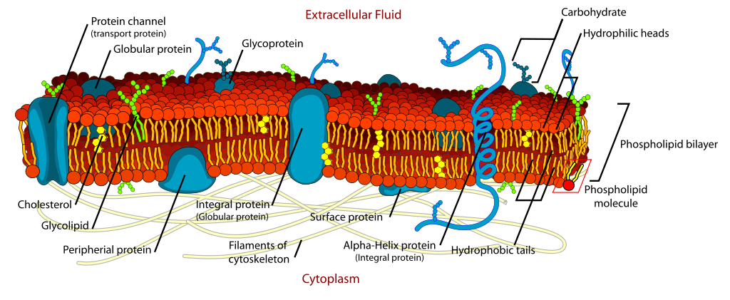 细胞（等离子体）膜图