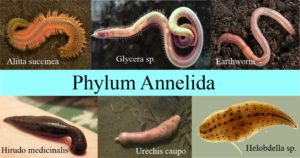 Phylum Annelida图