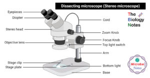 标记解剖显微镜(立体或立体显微镜)