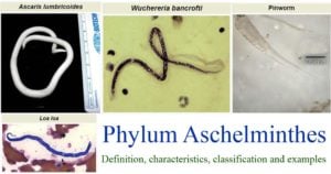 aschelminthes