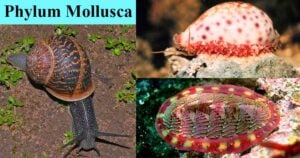 Phylum Mollusca.