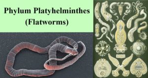 Phylum platyhelminthes（扁虫）