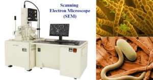 扫描电子显微镜(SEM)