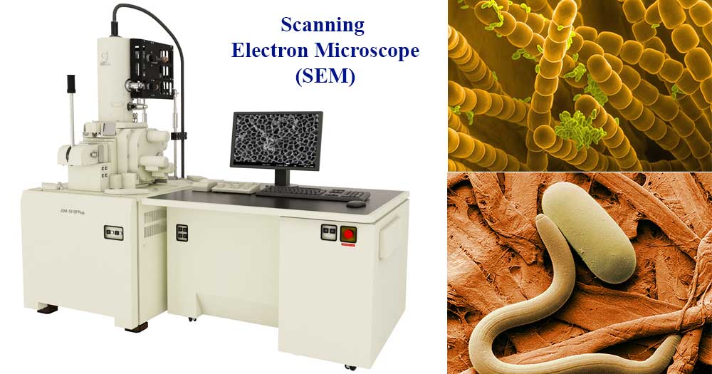 扫描电子显微镜（SEM）