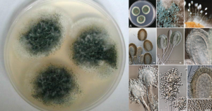 aspergillus clavatus