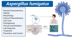 aspergillus fumigatus