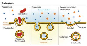 Endocytosis-定义，流程，类型。例子
